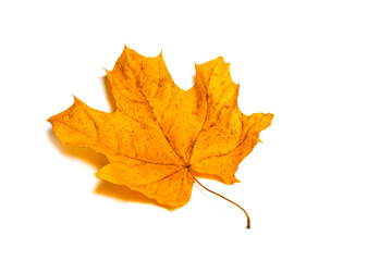 Red maple autumn leaf isolated on white background