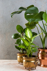 Green plants in brass and copper flower pots