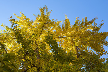 Autumn colors at sunrise in central park New York, United States of America