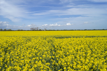 Obraz premium Spring Crops