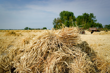 Getreidegarben - Ernte fr&uuml;her, Weizen zu Hocken zusammengestellt