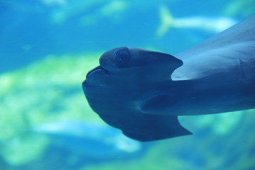 シュモクザメの頭部