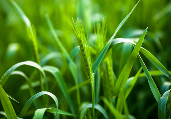 Barley grass or wall barley