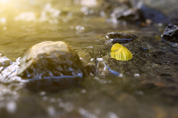 The fallen-down autumn leaf  in a forest stream, in  rays of the evening sun