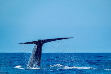 Huge blue whale showing its tail flukes as it dives in search of krill