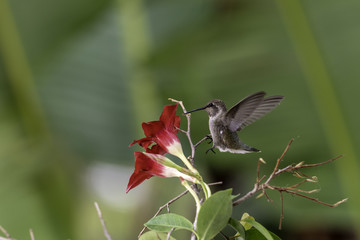 HUMMINGBIRDS FEEDING RED FLOWER