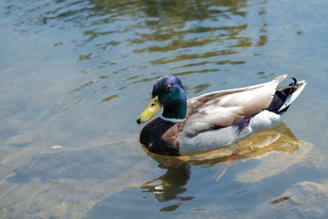 Ente
