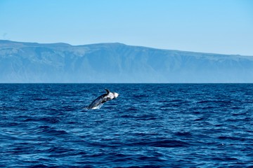 Fototapeta premium Risso's dolphin jumping near Pico Island 