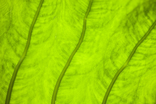 Green leaf patterns taken with canon eos 1ds mark III macro lens 100mm 2.8