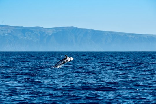 Risso's dolphin jumping near Pico Island 