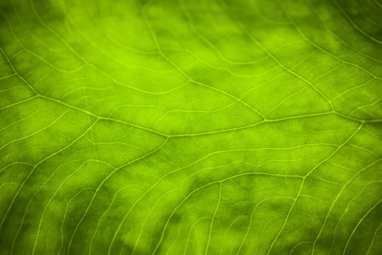 Green leaf patterns taken with canon eos 1ds mark III macro lens 100mm 2.8
