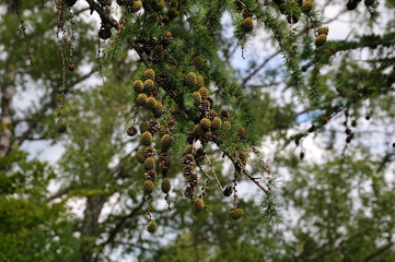 cones at branch of a larch tree