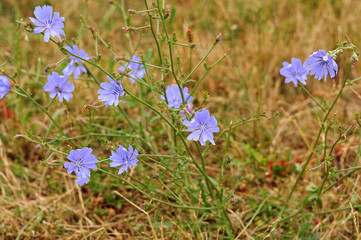 bright blue flowers of a common chicory