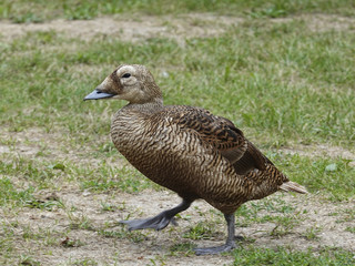 Common eider in its natural habitat