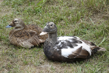 Common eider (Somateria mollissima)