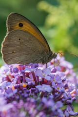 Farfalla su fiori viola | Butterfly on violet flowers 
