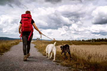 young woman walks with two dogs on a hiking trail in the mountains hiking with a dramatic sky - labrador retriever and german shepherd