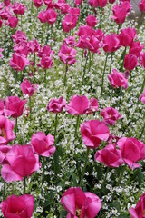 canada, wallpaper,flower, tulip, garden, spring, nature, pink, flowers, tulips, green, purple, blossom, plant, bloom, field, beautiful, beauty, flora, red, summer, floral, color, petal, colorful, park