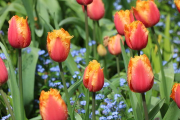 tulip, flower, red, spring, tulips, garden, nature, flowers, green, plant, bloom, field, beauty, blossom, floral, colorful, flora, yellow, color, summer, beautiful, pink, petal, season, park