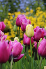 Obraz premium tulip, flower, spring, tulips, garden, pink, nature, flowers, green, floral, purple, bloom, red, field, blossom, beauty, beautiful, flora, bright, petal, plant, blooming, color, summer, season