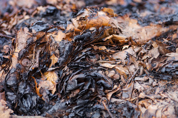 Charred autumn leaves