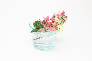 ハツユキカズラ