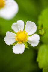 White flower of the wild strawberry