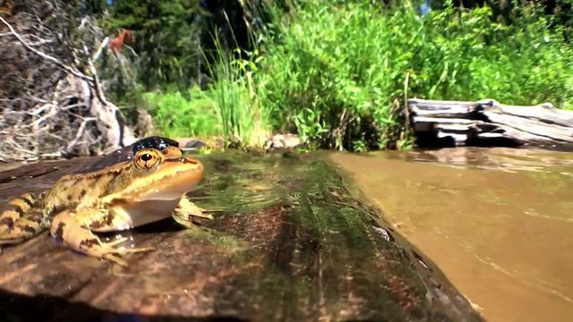 a slow motion shot of a frog jumping into the lake