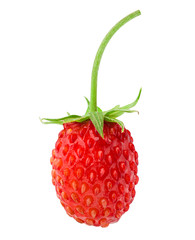 Wild strawberry isolated on white background, clipping path, full depth of field