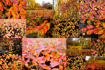 Autumn collage showing different autumn pictures, Colorful background of fallen autumn leaves