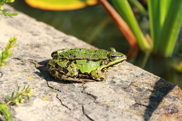 Teichfrosch
