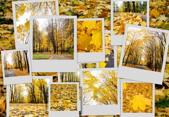 Autumn collage showing different autumn pictures, Colorful background of fallen autumn leaves