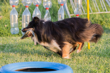 Portrait of a sheltie dog living in belgium