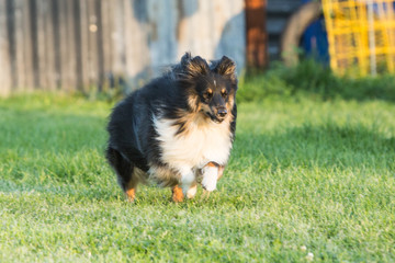 Portrait of a sheltie dog living in belgium