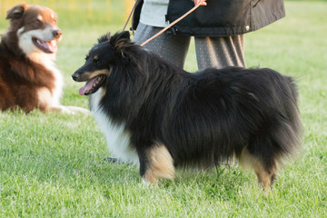 Portrait of a sheltie dog living in belgium