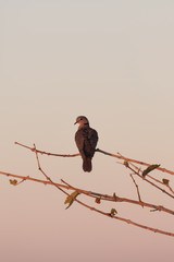 Resting Dove at Dusk 