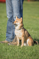 Portrait of a shiba dog living in belgium