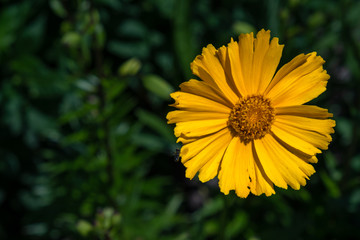 Gelbe Blume