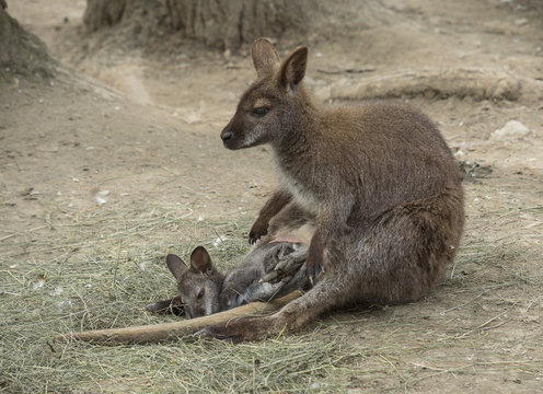 Little Wallaby (Macropus rufogriseus) puppy from mom's baby carrier