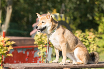 Portrait of a shiba dog living in belgium