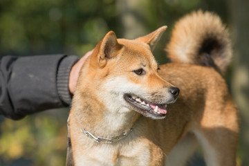 Portrait of a shiba dog living in belgium