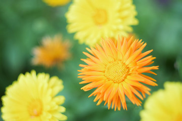 loseup of calendula flowers in the garden