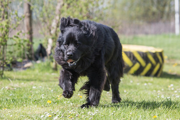 Fototapeta premium Portrait of a terre neuve dog living in belgium