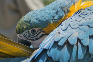 Close-up of a blue-yellow parrot Аra who arranges his feathers.
