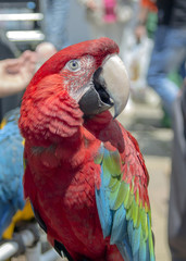 Portrait of red parrot Ara (Ara macao). An extremely intelligent bird that quickly learns to imitate voices and sounds.