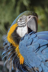 Fototapeta premium Portrait of a blue-yellow parrot Ara (Ara ararauna).