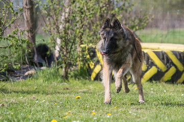 Portrait of a tervuren dog living in belgium