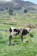 Big beutiful bull and green grass in the background.