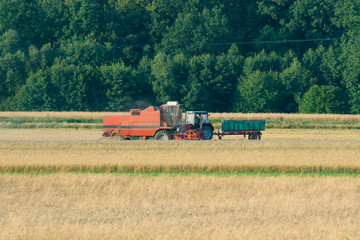 Fototapeta na wymiar grain harvester collects wheat on the field under the hot sun, wheat field, wheat harvesting