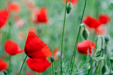 Naklejka premium details of a field of poppies